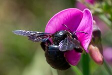 DSC00783_CCAjpg_kse.jpg