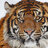 Fons-Tiger